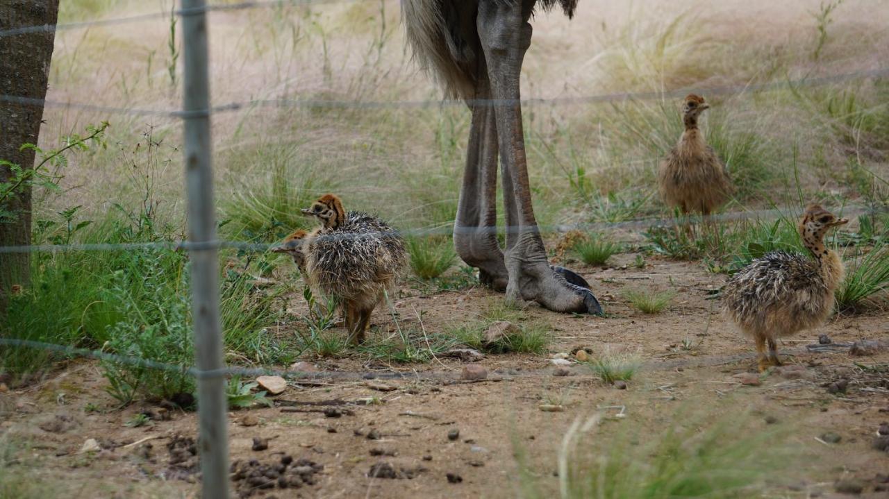 הוילה סוולנדאם Kwetu Guest Farm מראה חיצוני תמונה